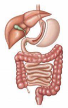 Sleeve Gastrectomy