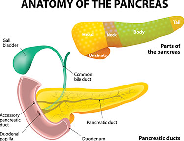 Pancreas
